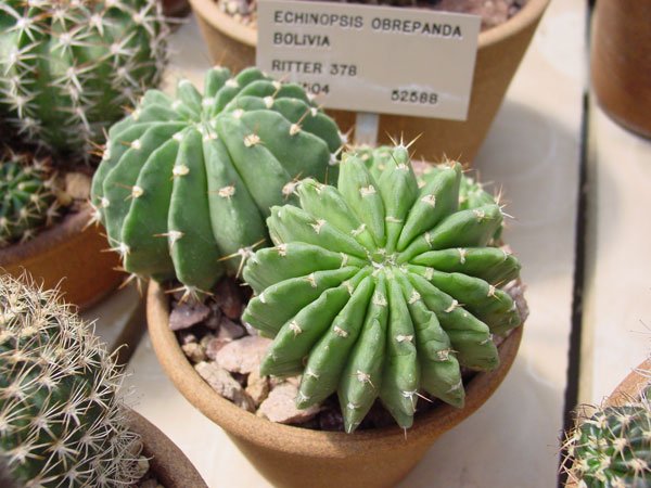 Echinopsis_ obrepanda